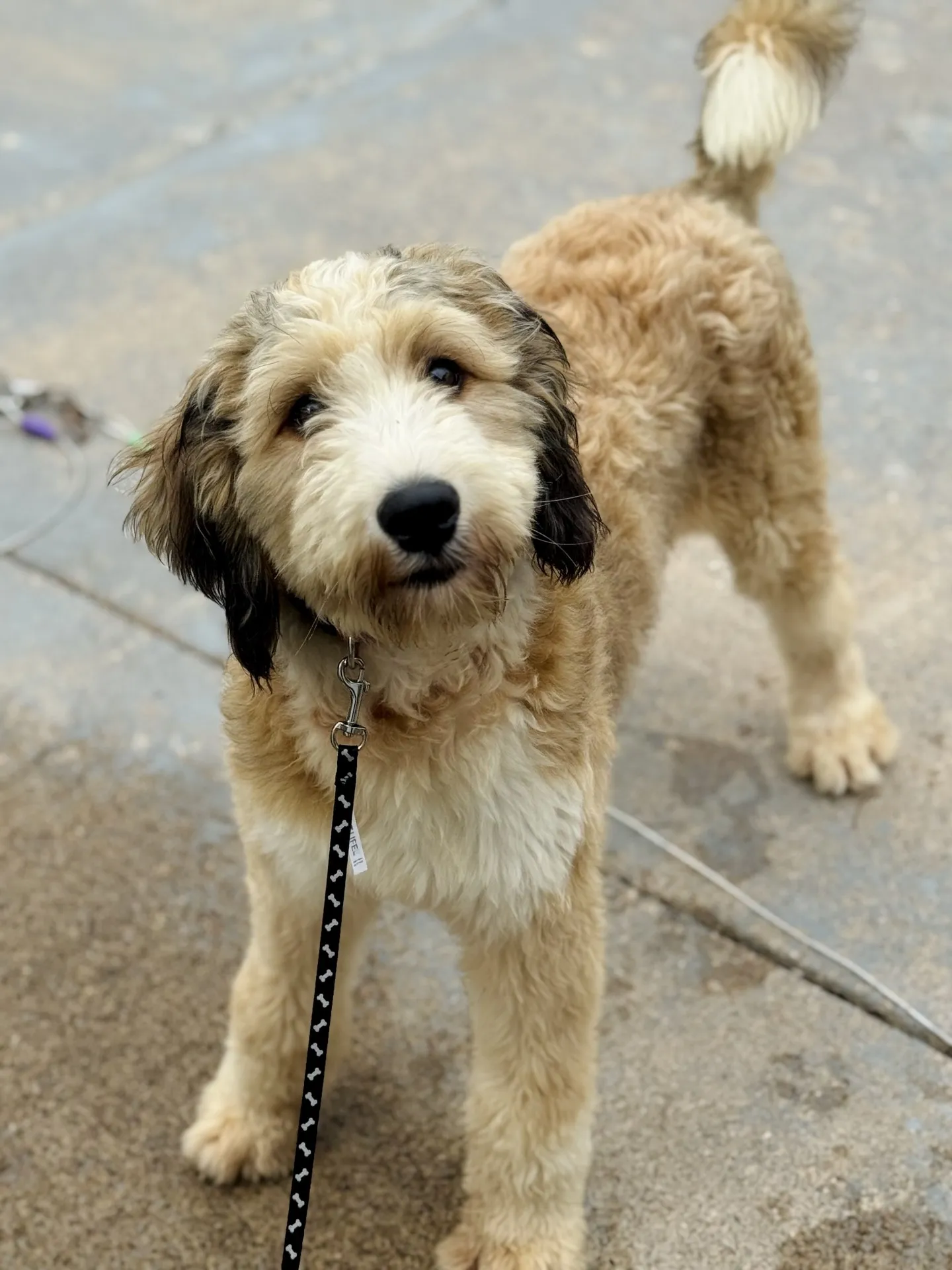 HPF - A fluffy, tan and white dog with black ears stands on a concrete surface, looking up with a leash attached to its collar. - Happy Farm Puppies