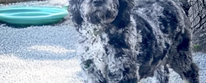 HPF - A curly-haired black and gray dog stands on a stone edge in a landscaped backyard with gravel, greenery, and a small green plastic pool. - Happy Farm Puppies