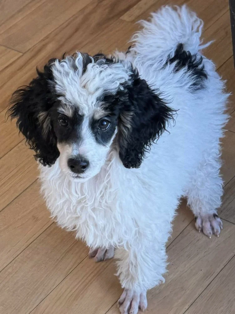 HPF - A black and white poodle puppy with curly fur standing on a wooden floor, looking up at the camera. - Happy Farm Puppies
