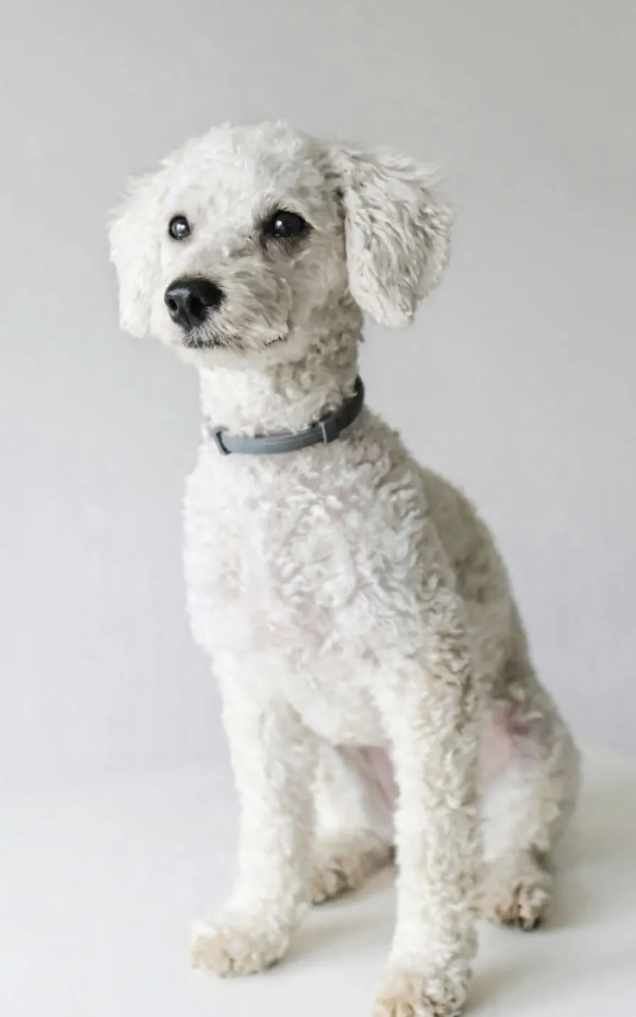 HPF - A small, curly-haired white dog with a dark collar sits on a light background, looking slightly to the side. - Happy Farm Puppies
