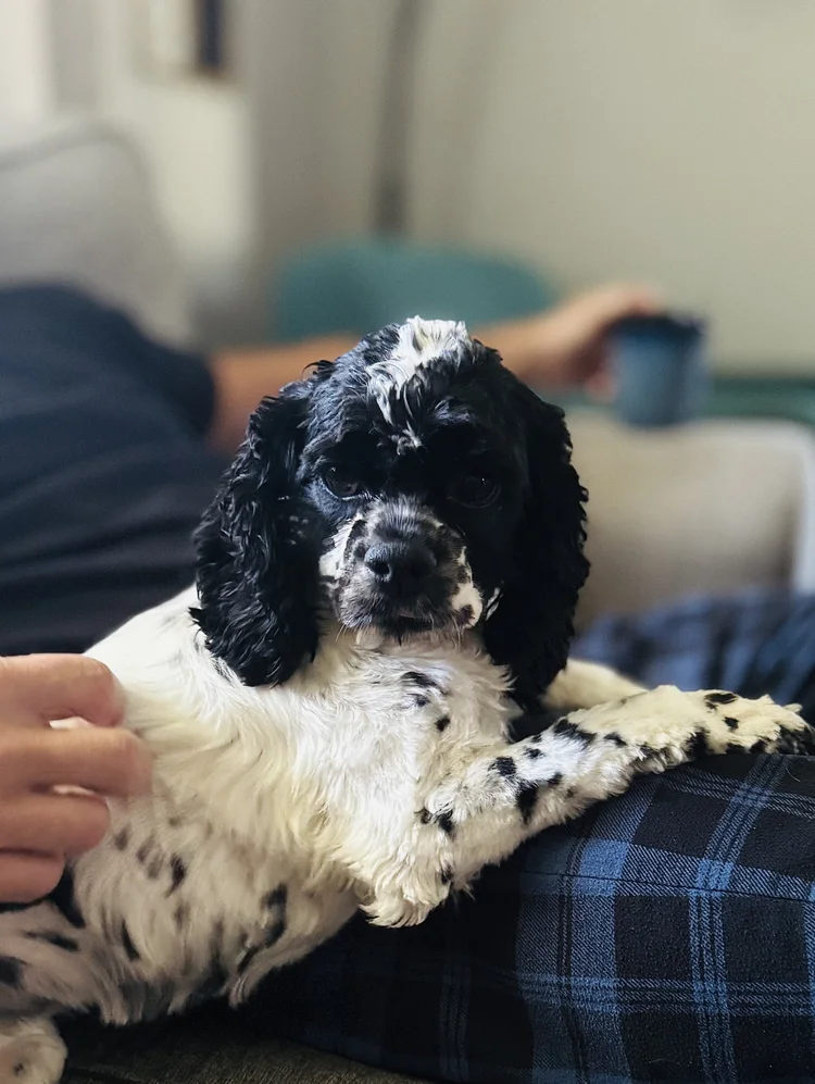 HPF - A black and white dog with curly fur sits on a person's lap, while the person holds a blue mug in the background. - Happy Farm Puppies