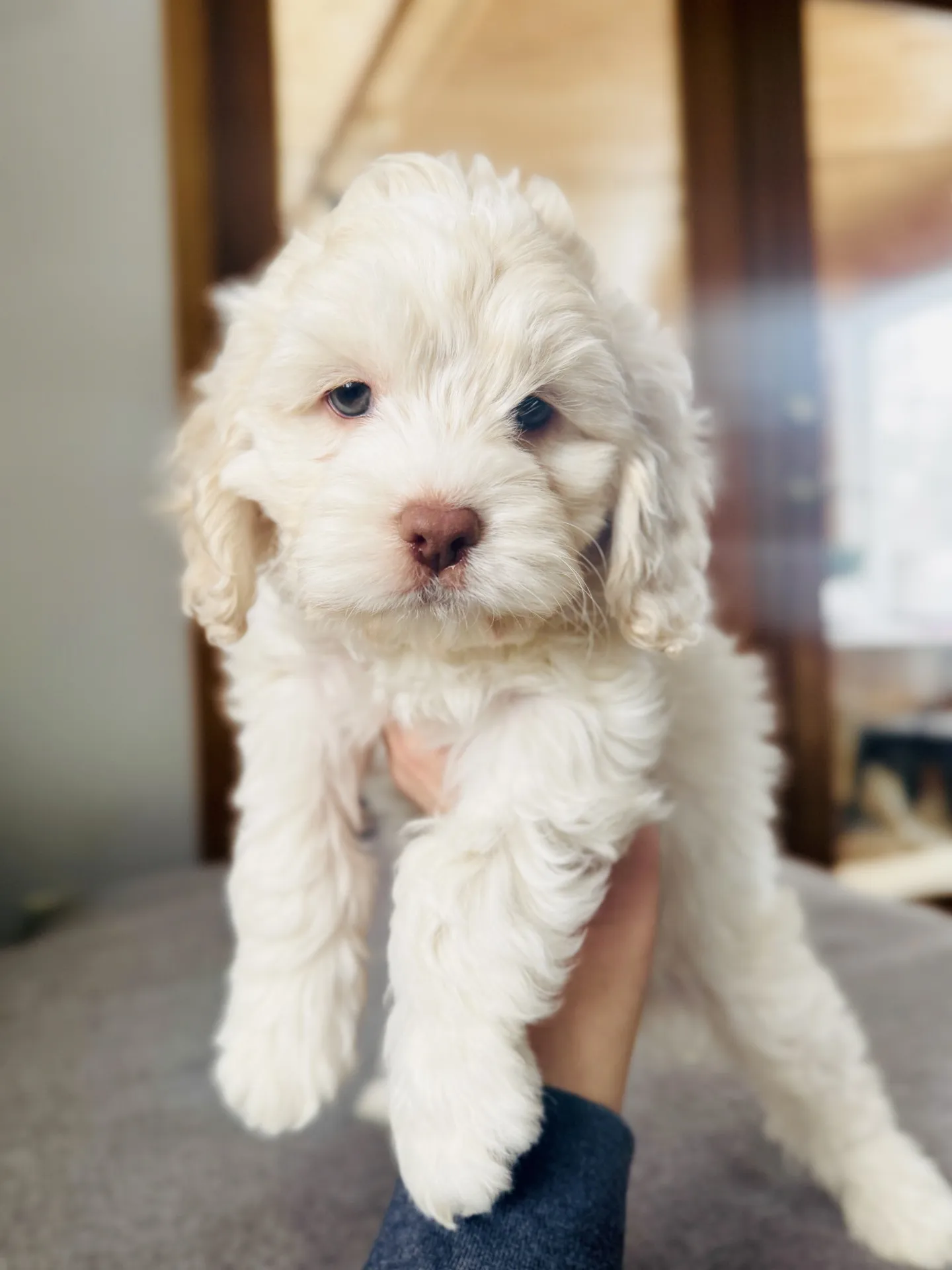 HPF - A person holds up a fluffy, cream-colored puppy with light eyes indoors. - Happy Farm Puppies