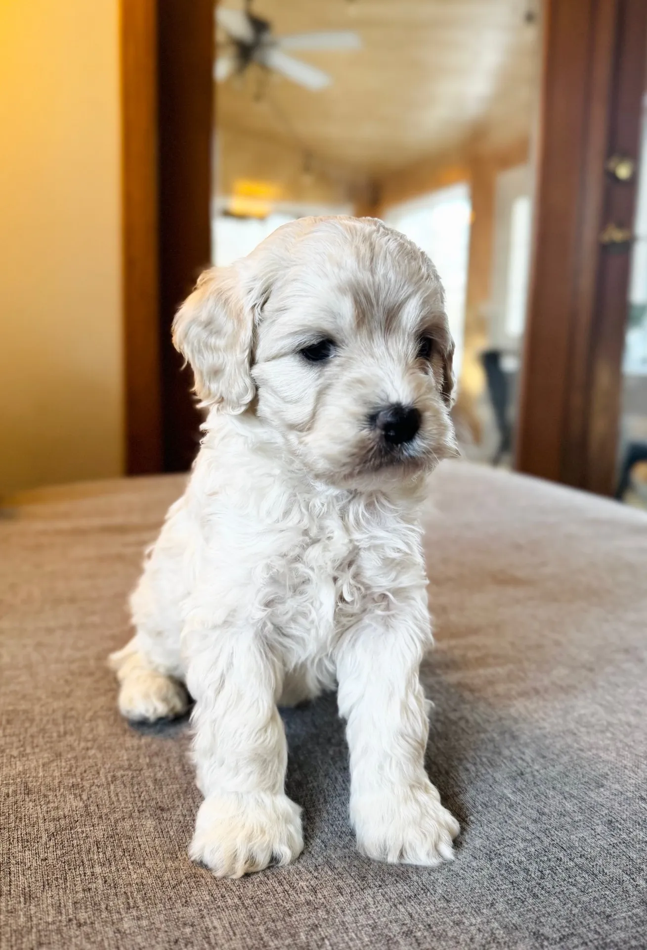 HPF - Small, fluffy white puppy with curly fur sitting on a gray surface indoors. - Happy Farm Puppies