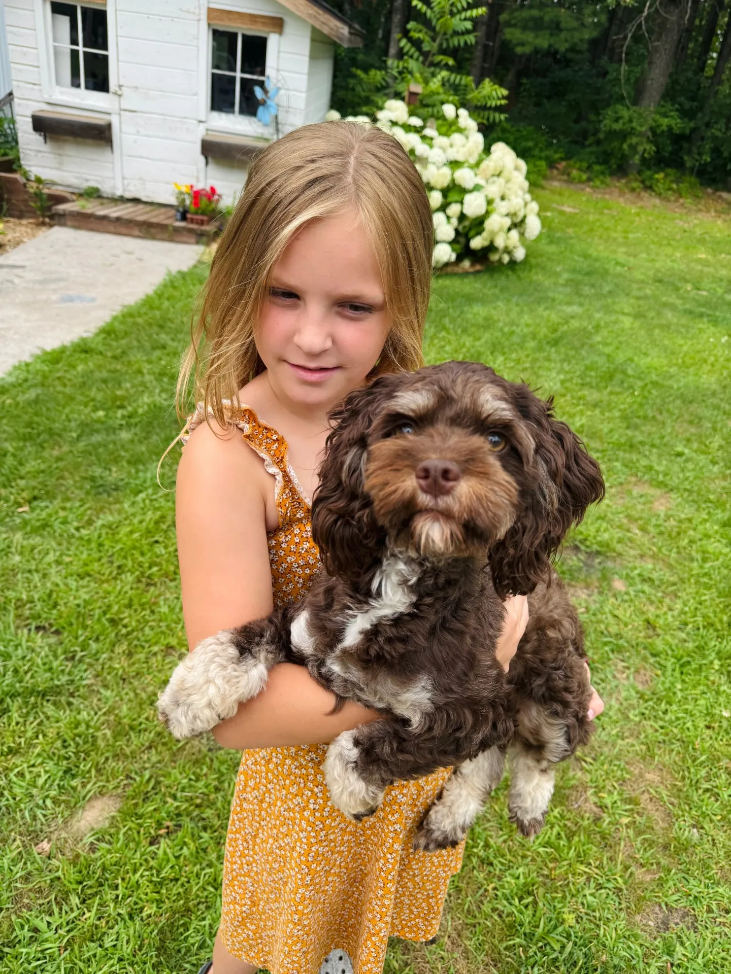 HPF - Young girl in a yellow dress holding a small brown and white dog outside on a grassy yard, with a white shed and flowers in the background. - Happy Farm Puppies