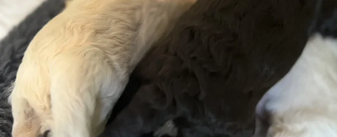 HPF - Two puppies, one with light fur and one with dark fur, are lying close together on a dark blanket, with their legs stretched out. - Happy Farm Puppies