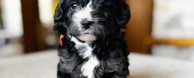 HPF - A small black and white puppy with curly fur sits on a light-colored surface indoors, looking directly at the camera. - Happy Farm Puppies