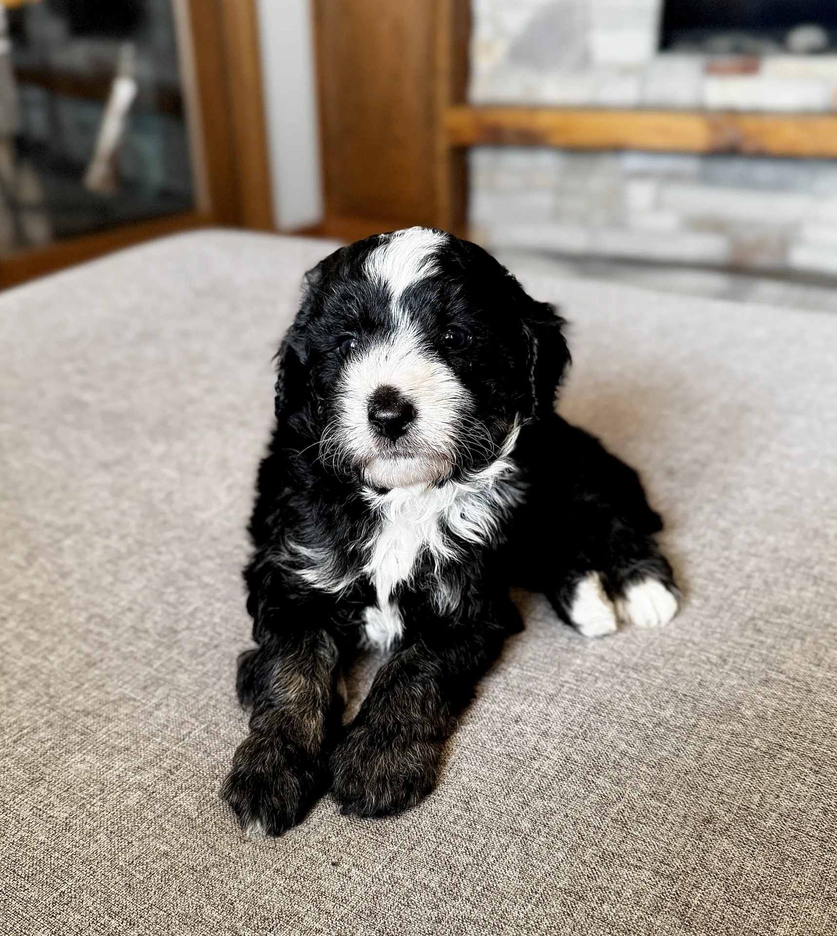 HPF - A black and white puppy with a fluffy coat sits on a light gray surface indoors, facing the camera. - Happy Farm Puppies