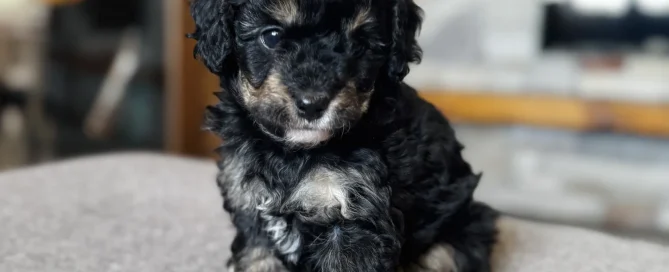 HPF - A small black and brown curly-haired puppy sits on a gray surface indoors, looking toward the camera. - Happy Farm Puppies