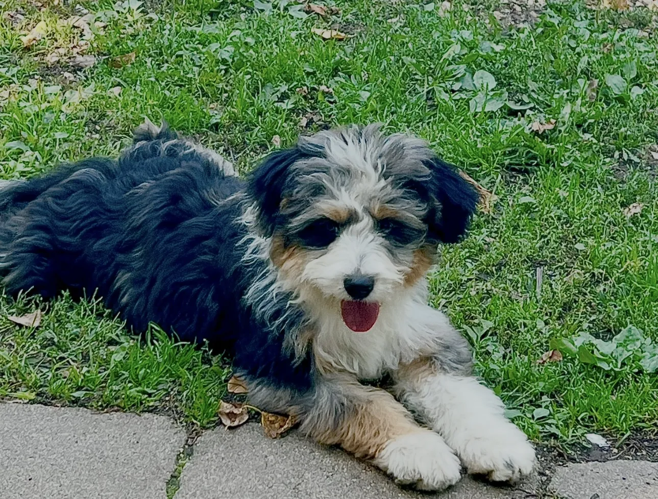 HPF - A small, fluffy dog with black, white, and brown fur lies on green grass next to a paved path, mouth open and tongue slightly out. - Happy Farm Puppies