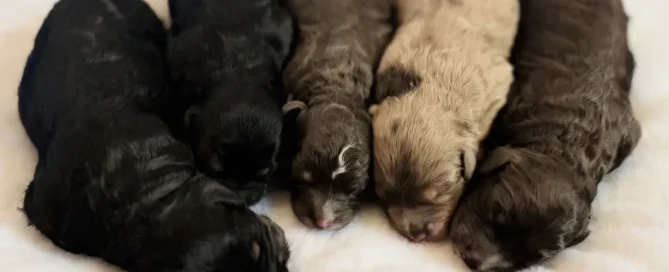 HPF - Five newborn puppies of varying colors lying side by side on a soft white surface, sleeping closely together. - Happy Farm Puppies