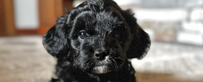 HPF - A small black puppy with curly fur lies on a carpeted floor indoors, looking directly at the camera. - Happy Farm Puppies
