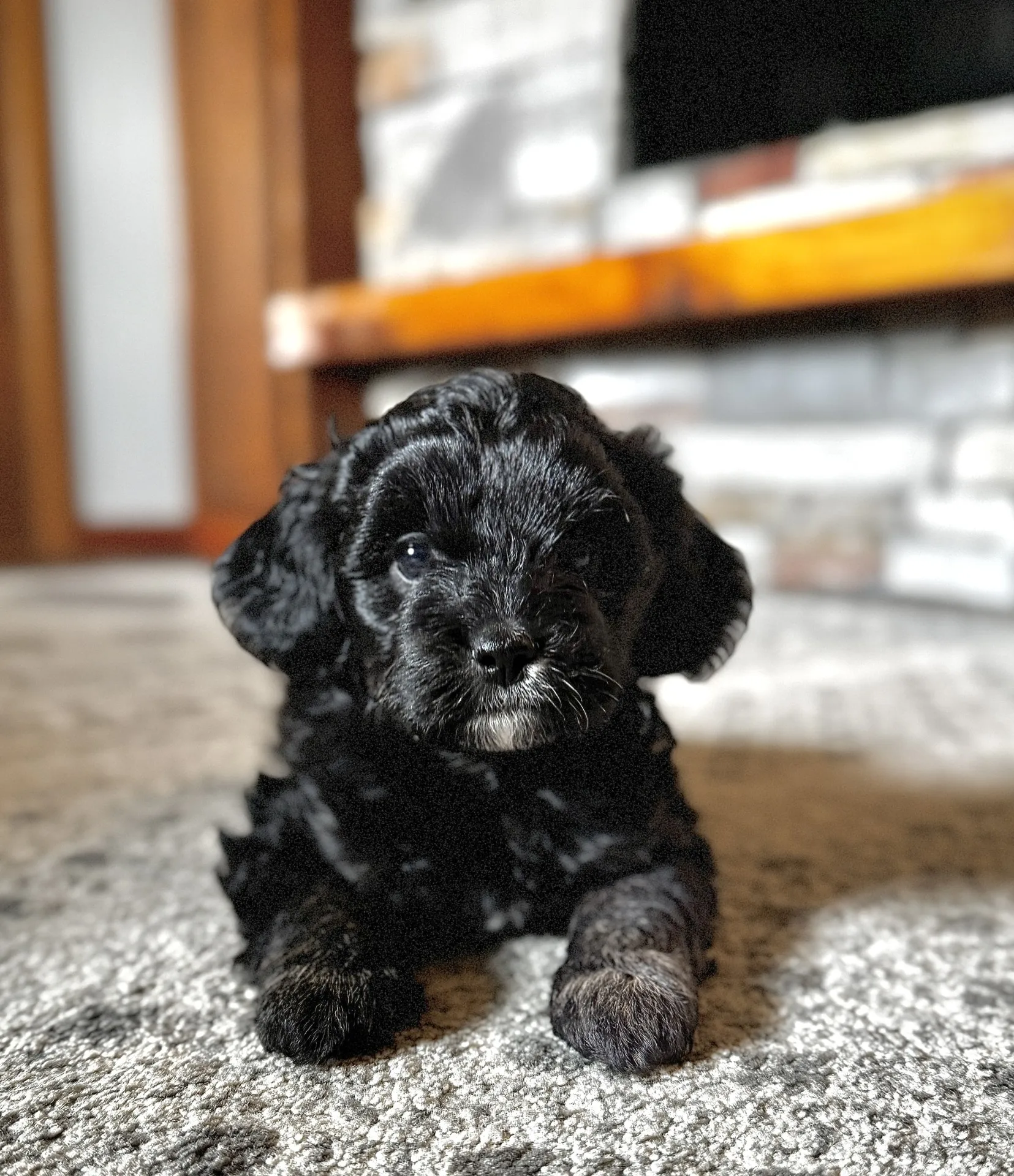 HPF - A small black puppy with curly fur lies on a carpeted floor indoors, looking directly at the camera. - Happy Farm Puppies