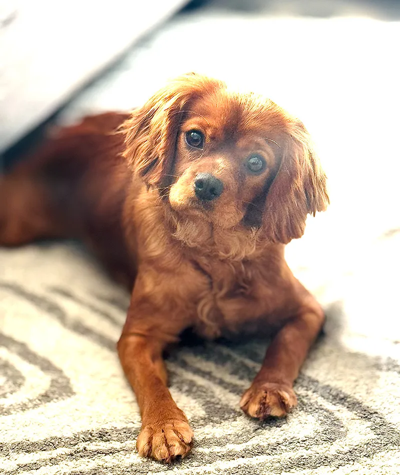 HPF - A brown dog with long ears lies on a patterned rug, looking up with its head slightly tilted. - Happy Farm Puppies