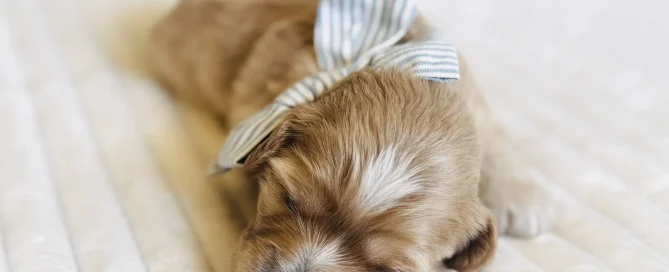 HPF - A small brown puppy with a white patch on its head sleeps on a soft, white surface, wearing a striped blue and white bow around its neck. - Happy Farm Puppies