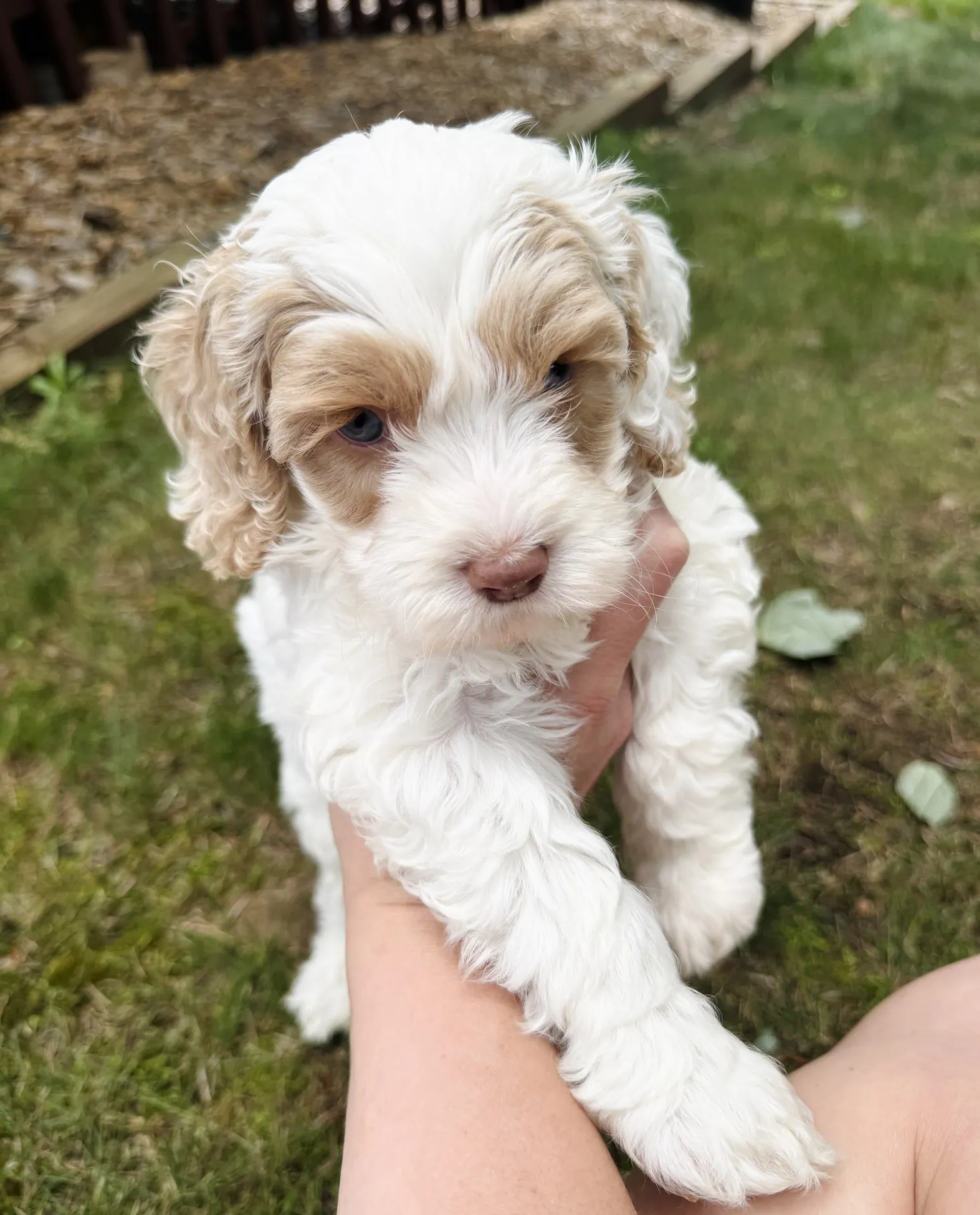 HPF - A person holds a small, fluffy white and tan puppy outdoors on green grass. - Happy Farm Puppies