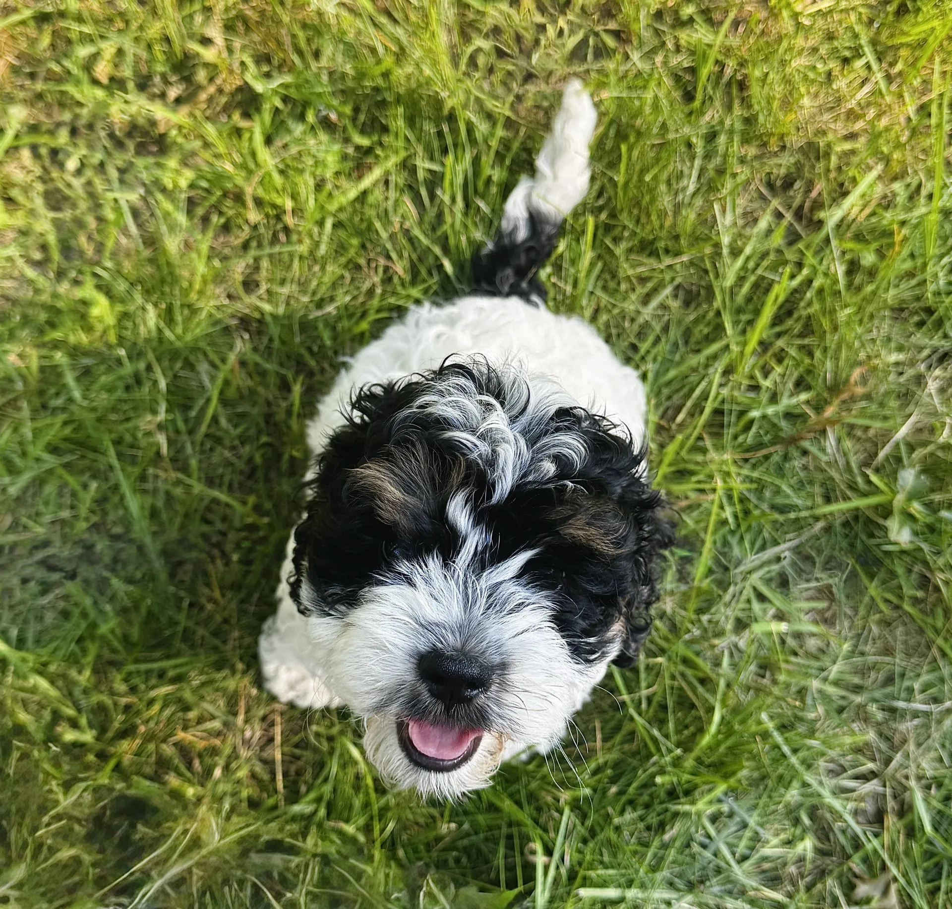 HPF - A small curly-haired black and white puppy sits on green grass, looking up at the camera with its mouth slightly open. - Happy Farm Puppies