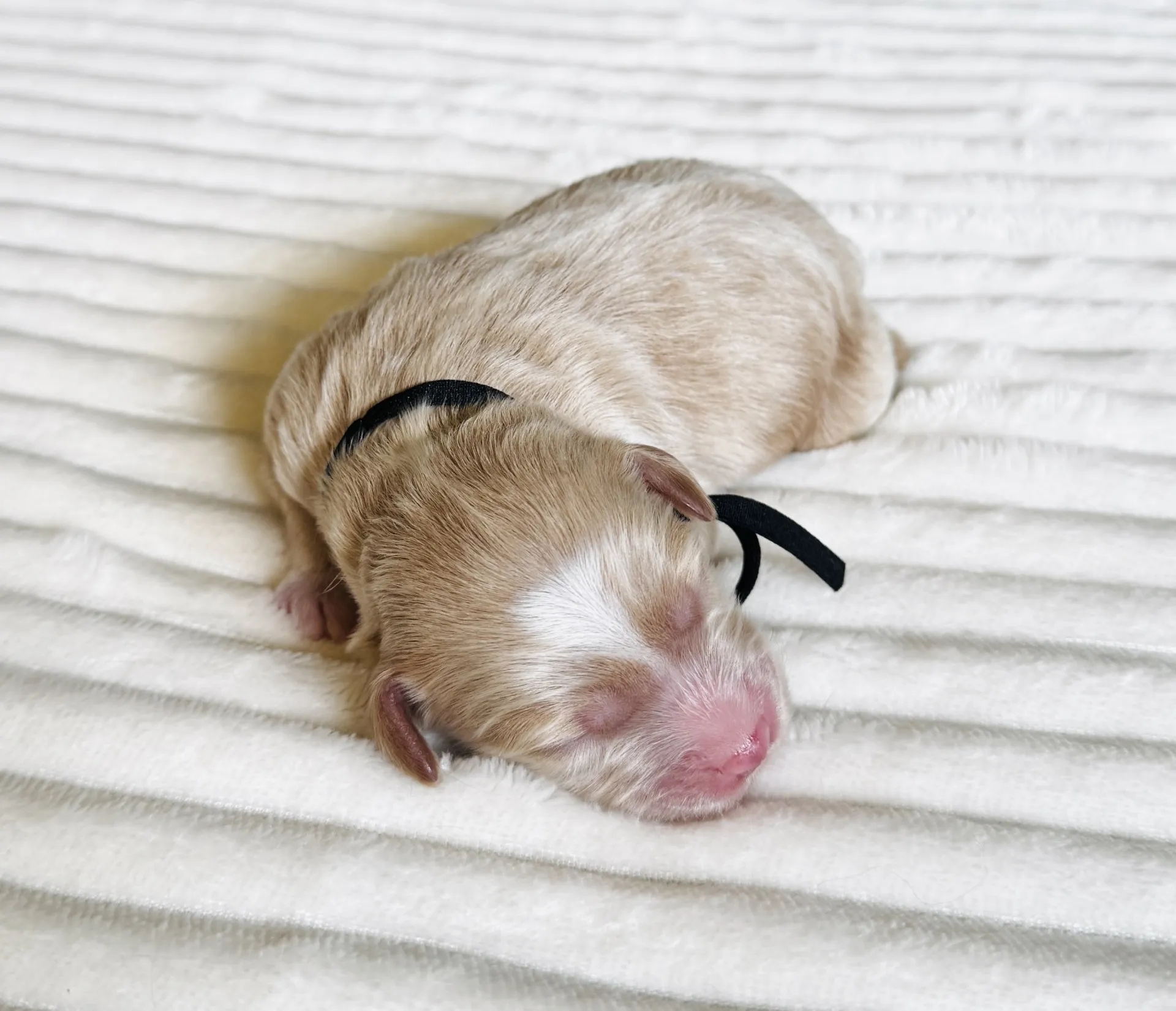 HPF - A newborn light brown puppy with a black collar is sleeping on a white textured blanket. - Happy Farm Puppies