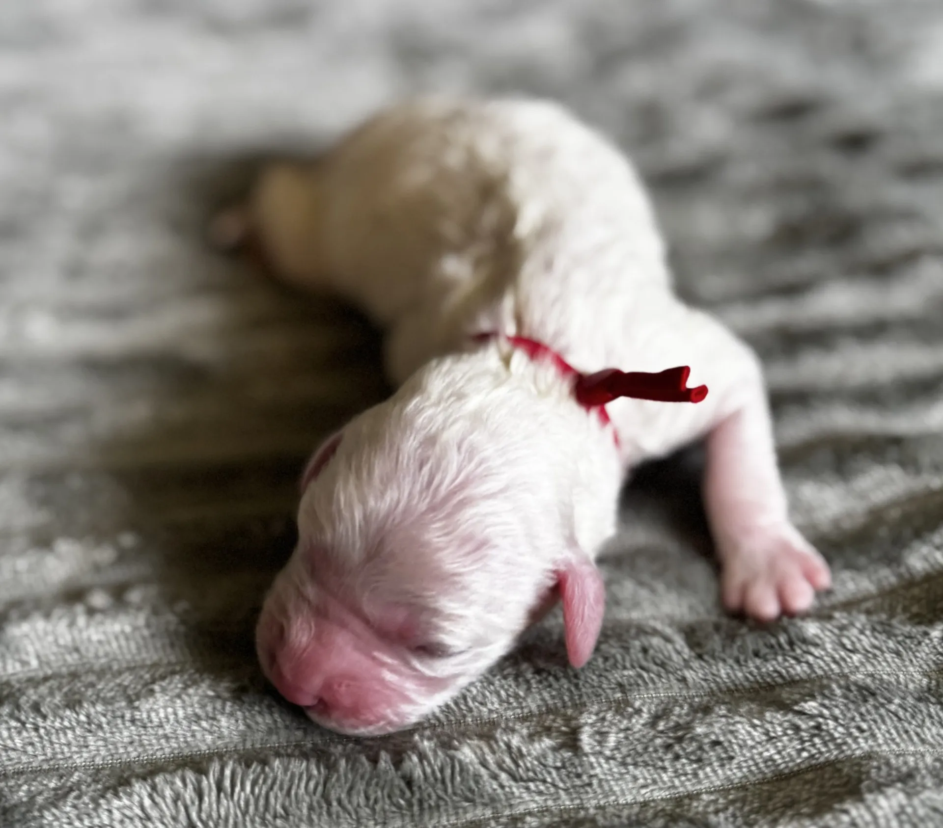 HPF - A newborn white puppy with closed eyes and a red ribbon around its neck lies on a soft gray surface. - Happy Farm Puppies