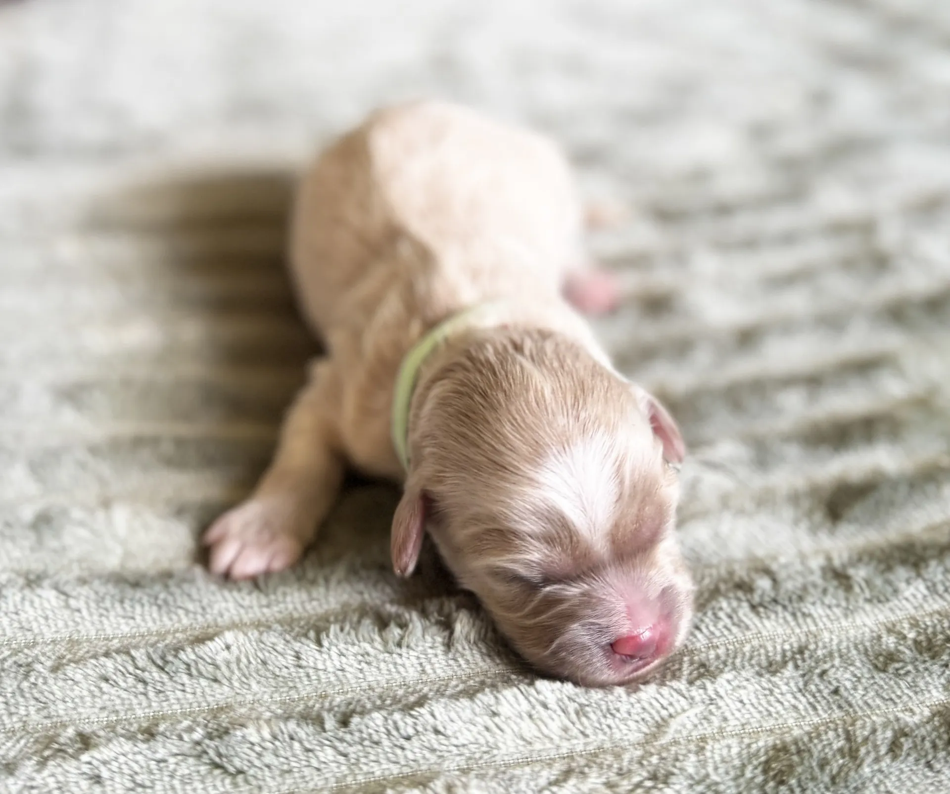 HPF - A newborn light tan puppy with closed eyes lies on a soft, textured surface, wearing a light green collar. - Happy Farm Puppies