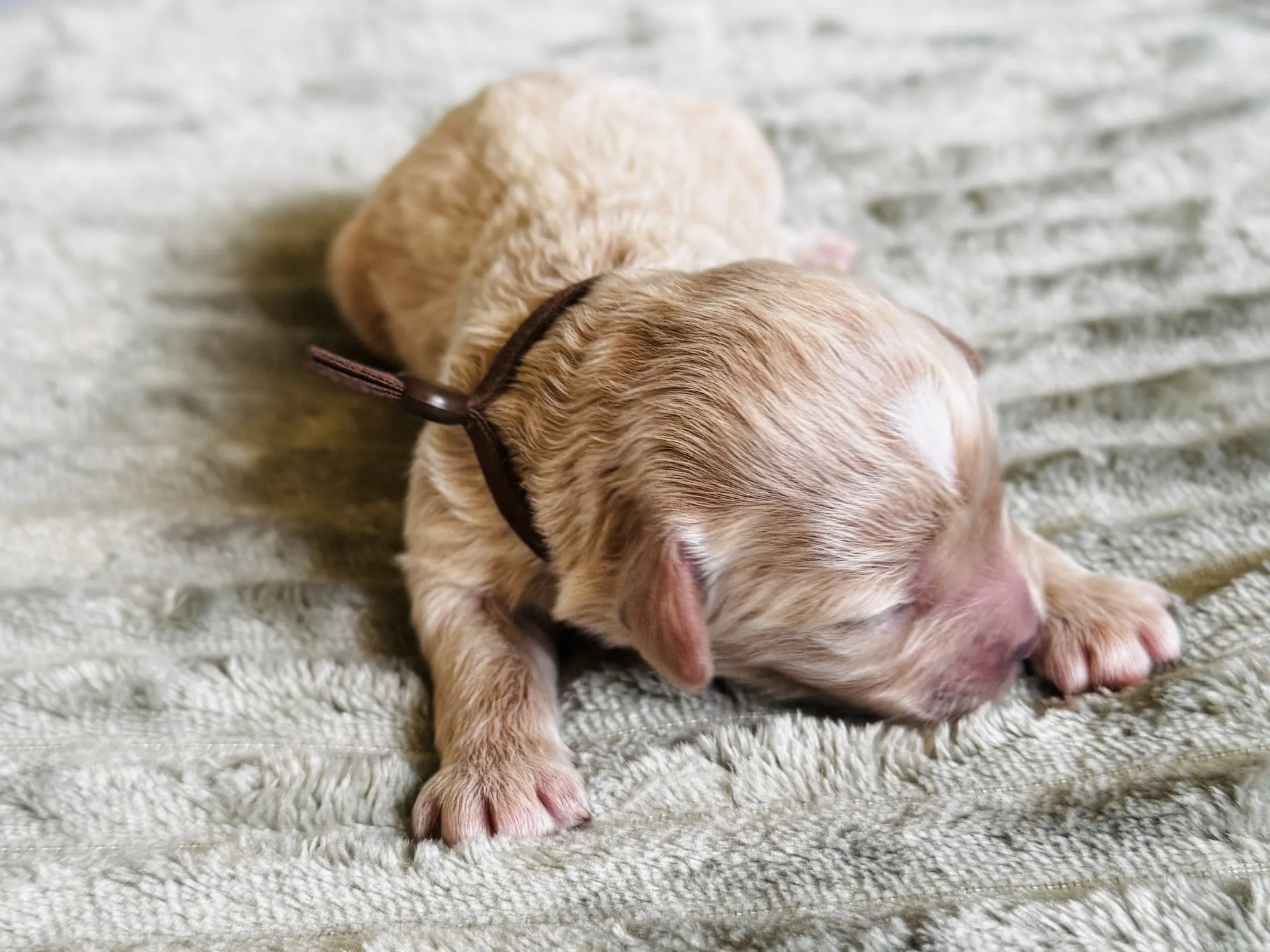 HPF - A newborn puppy with light fur and a dark collar lies on a textured, light-colored blanket. - Happy Farm Puppies