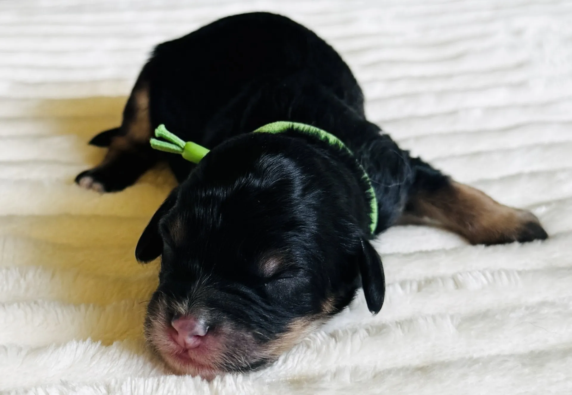 HPF - A newborn black and brown puppy with a green collar and bow sleeps on a white textured blanket. - Happy Farm Puppies