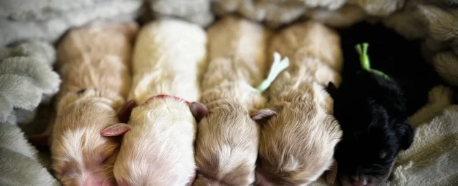 HPF - Five newborn puppies, four cream-colored and one black, are lying side by side on a soft, light-colored blanket. - Happy Farm Puppies