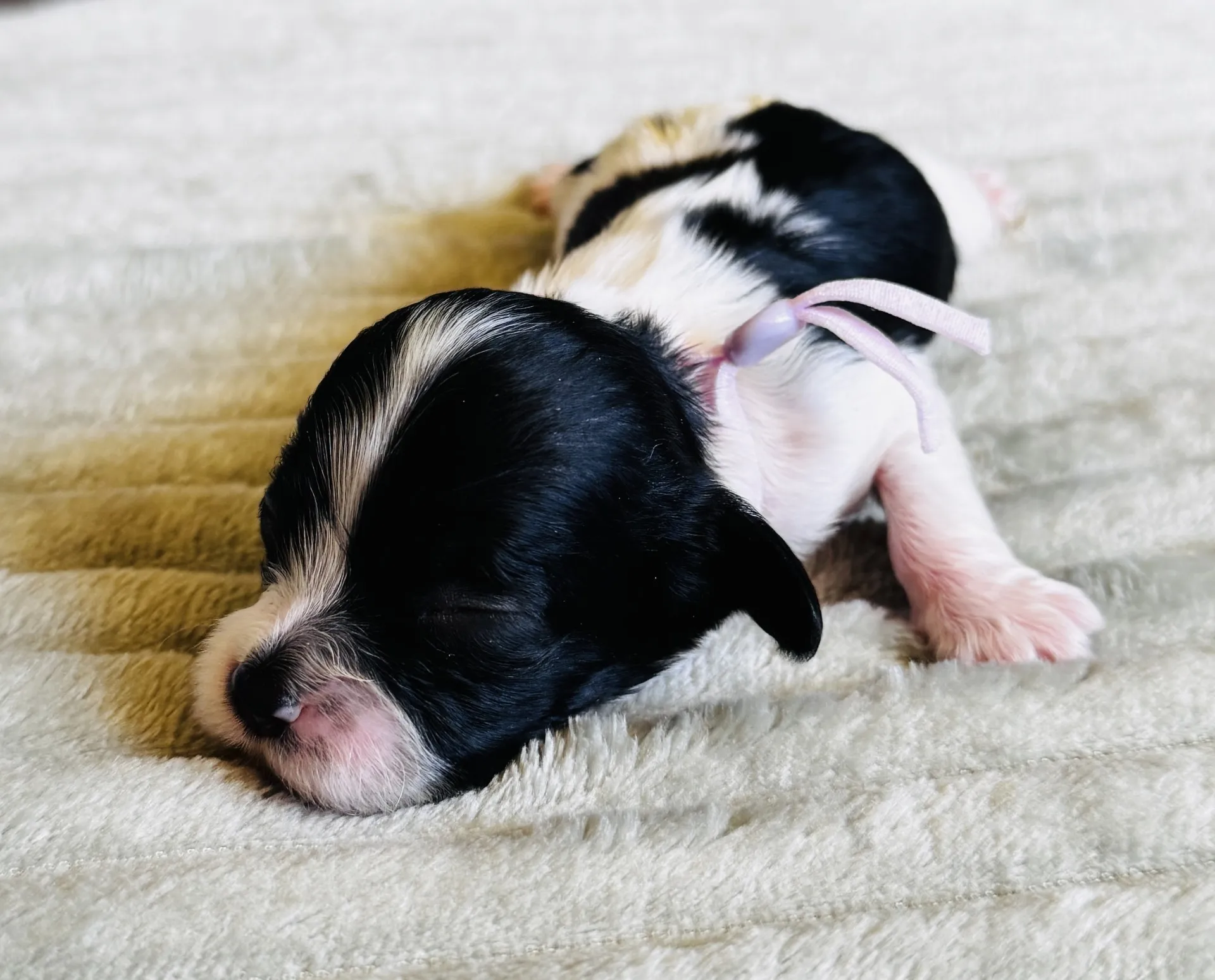 HPF - A black and white newborn puppy with a purple ribbon collar is lying on a soft, light-colored blanket. - Happy Farm Puppies