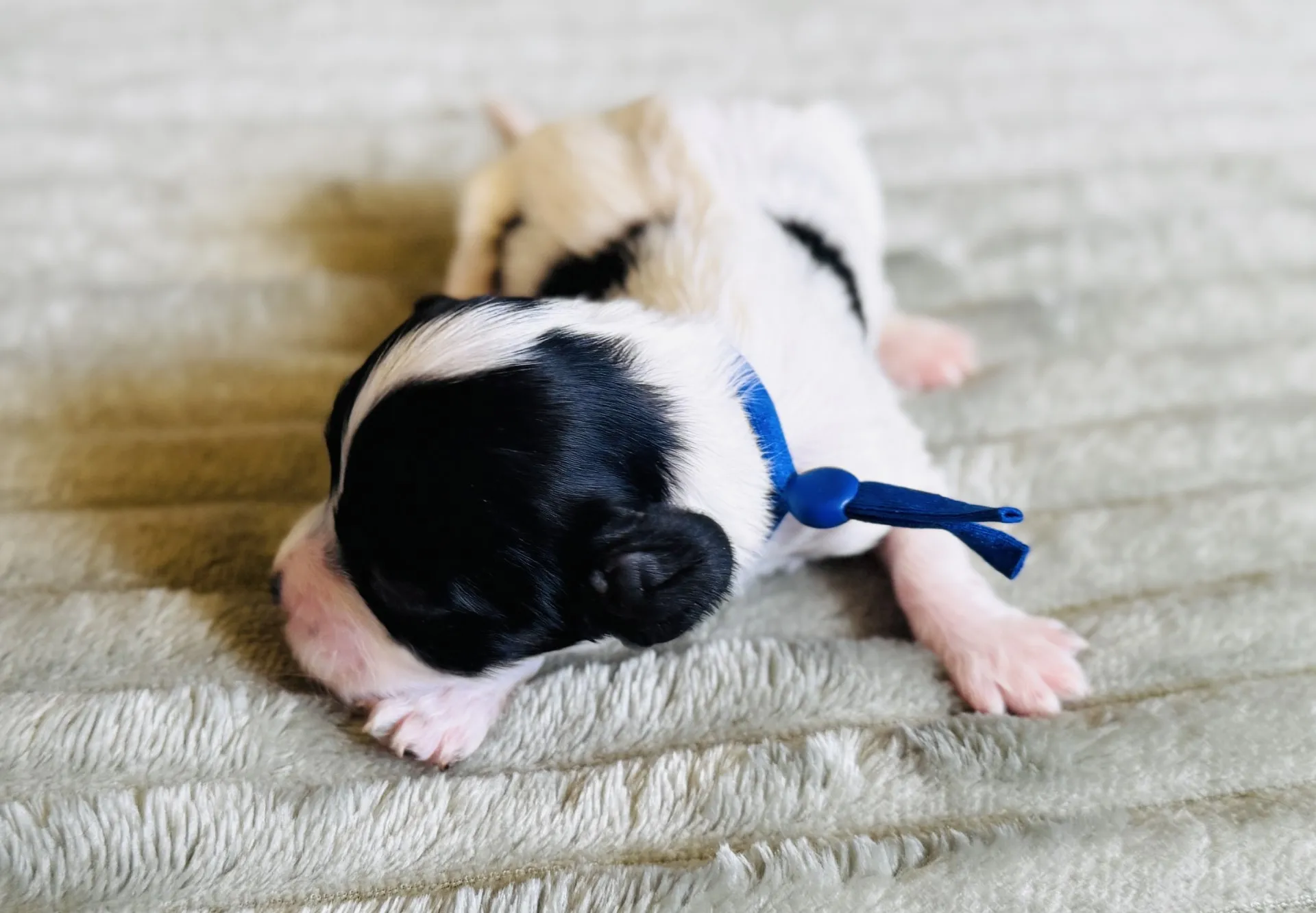 HPF - Newborn black and white puppy with a blue collar lies on a soft, light-colored blanket. - Happy Farm Puppies