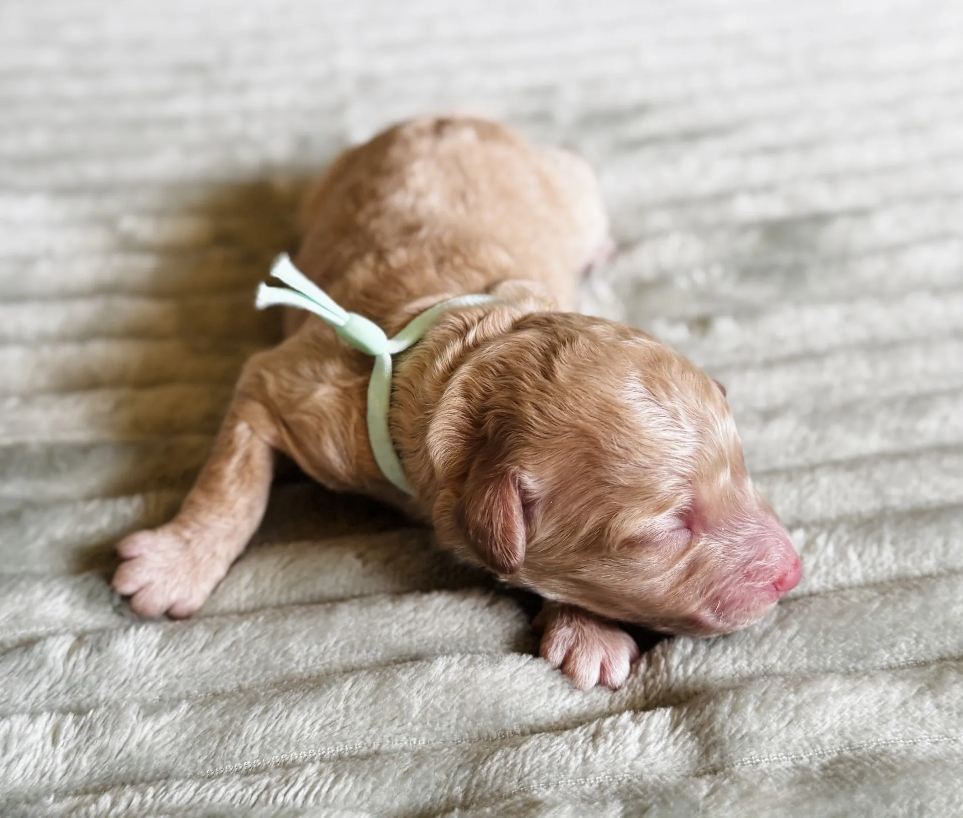 HPF - Newborn light brown puppy with closed eyes lying on a soft, light-colored blanket, wearing a pale blue ribbon around its neck. - Happy Farm Puppies