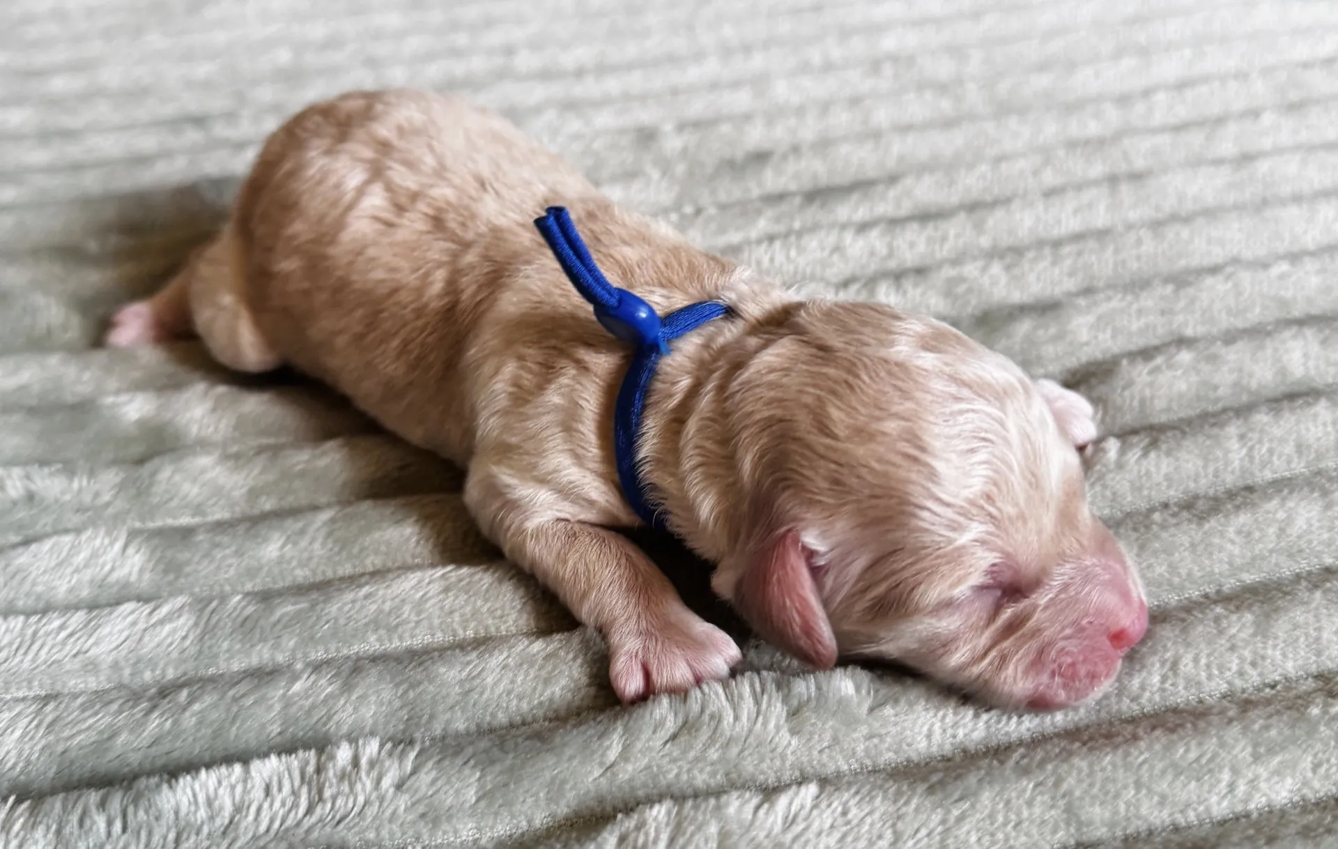HPF - A newborn light brown puppy wearing a blue collar lies on its side on a soft, textured surface. - Happy Farm Puppies