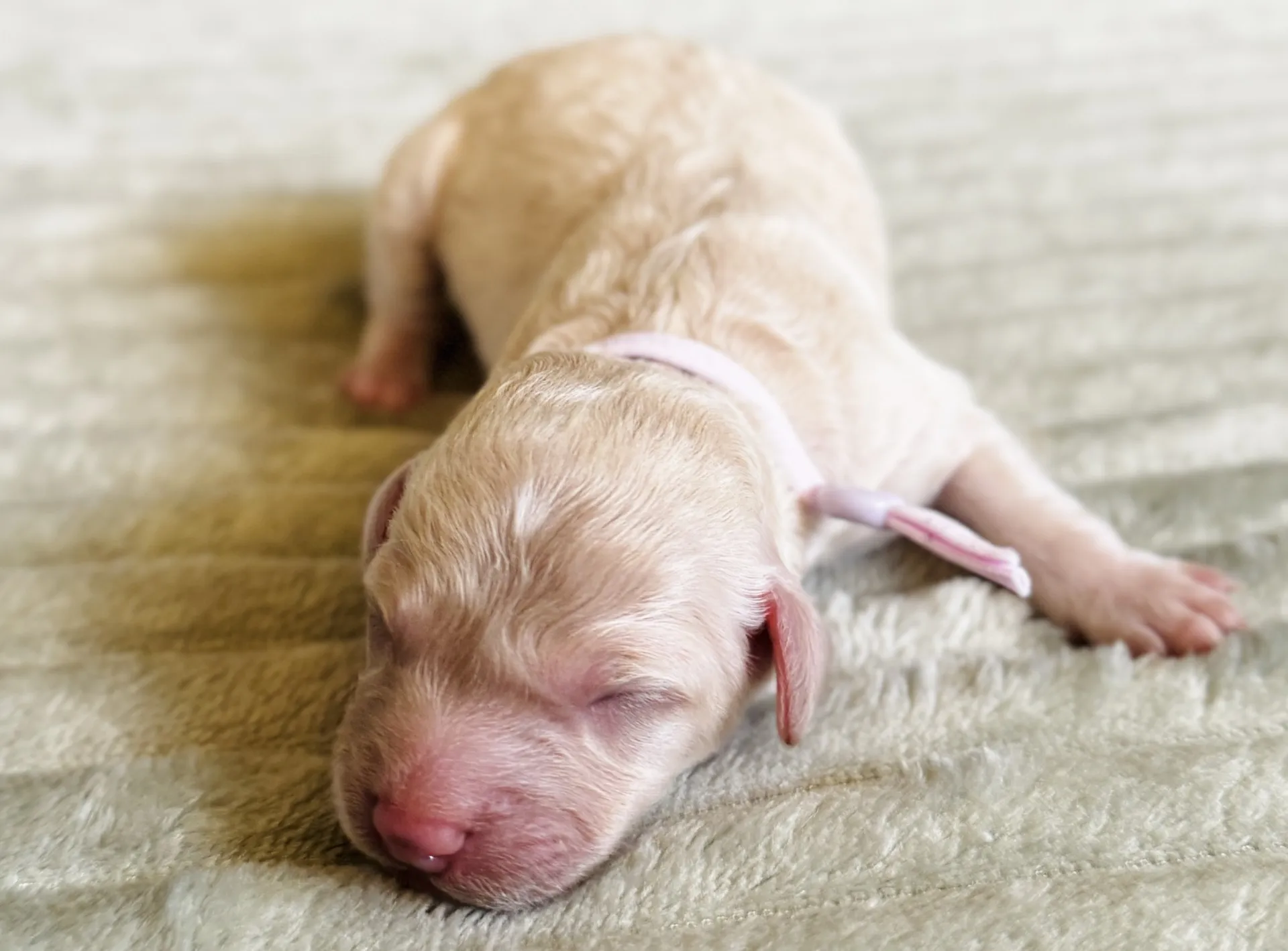HPF - A newborn light-colored puppy with closed eyes lies on a soft, textured surface, wearing a light-colored collar. - Happy Farm Puppies