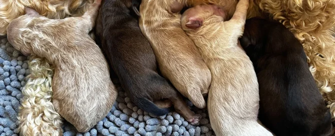 HPF - Five newborn puppies of varying colors are lying side by side, nursing from their mother on a textured gray blanket. - Happy Farm Puppies