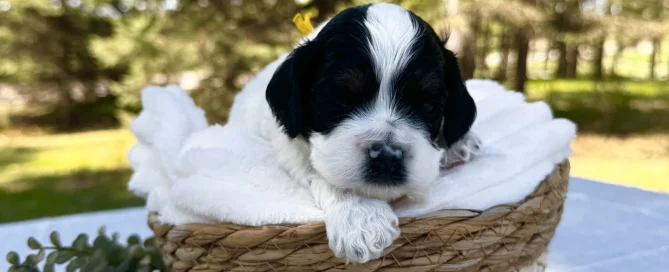 HPF - A black and white puppy lies on a white blanket inside a woven basket, placed on a table outdoors with trees in the background. - Happy Farm Puppies