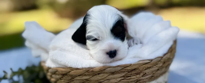 HPF - A small black and white puppy rests on a white blanket inside a woven basket on a table, with greenery and a blurred outdoor background. - Happy Farm Puppies