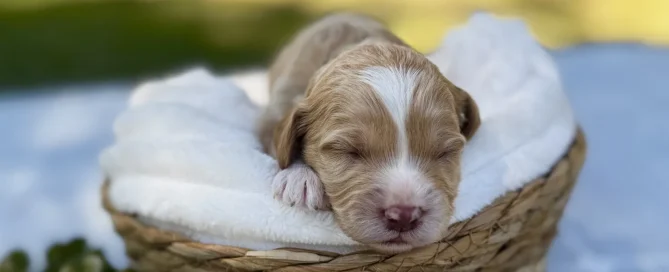 HPF - A small brown and white puppy sleeps in a woven basket lined with a white blanket, with green foliage nearby on a white cloth surface outdoors. - Happy Farm Puppies