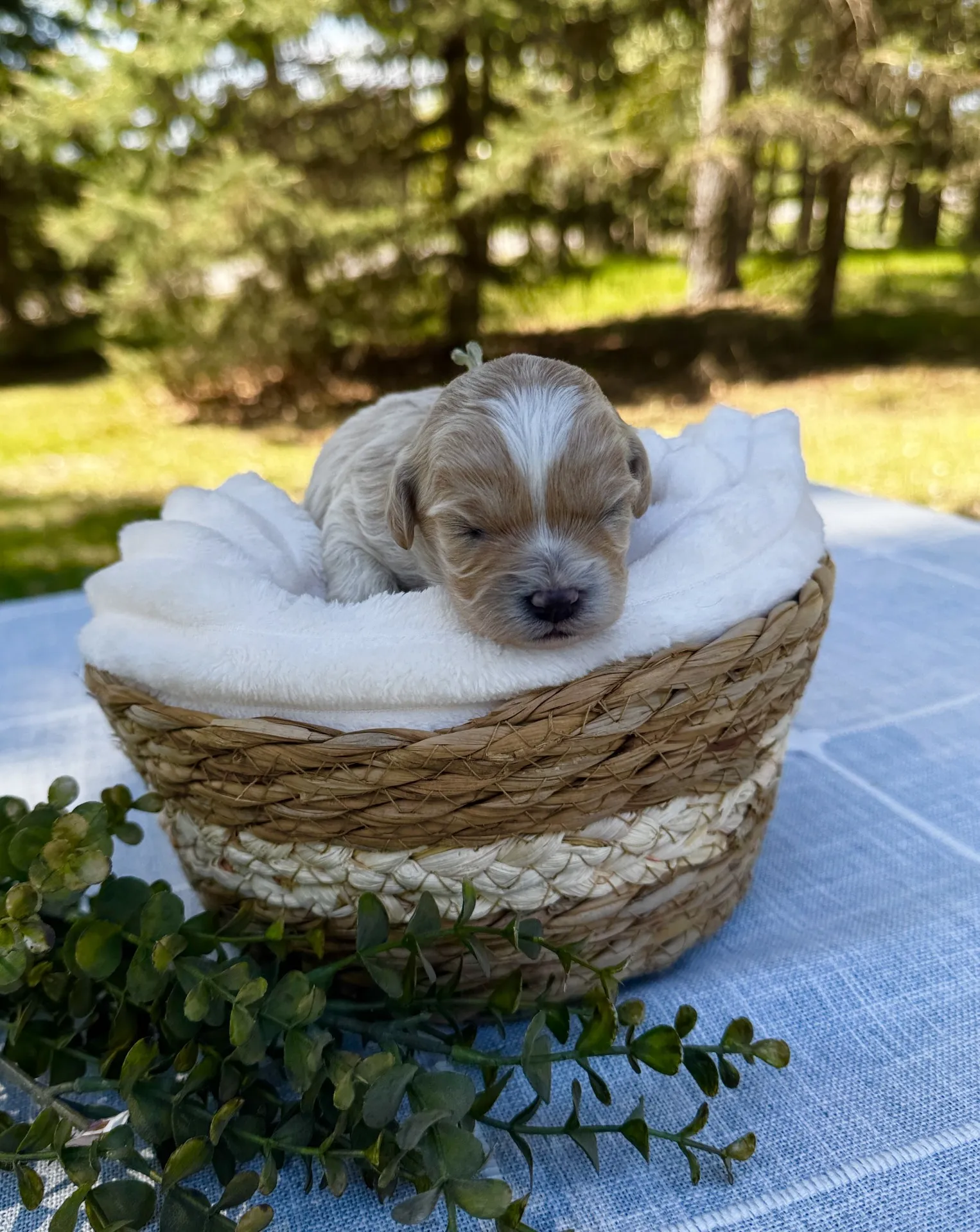 HPF - A small, light-colored puppy sleeps in a woven basket lined with a soft white blanket, outdoors on a table with greenery and trees in the background. - Happy Farm Puppies