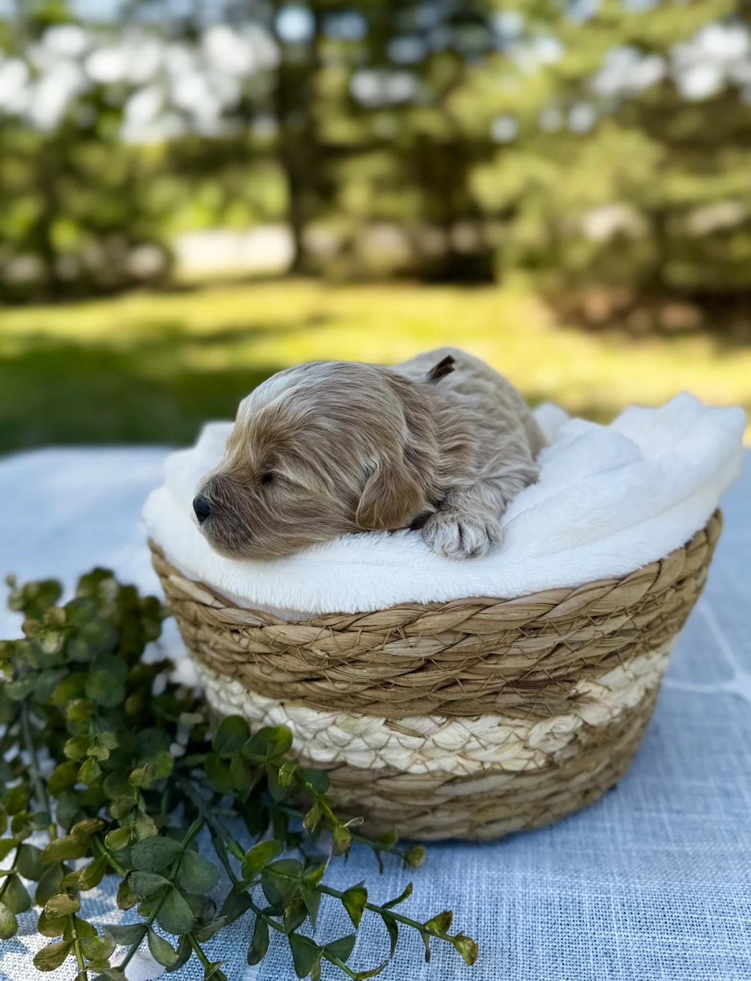 HPF - A small, light brown puppy sleeps in a woven basket lined with a white blanket, placed on a table outdoors with greenery in the background. - Happy Farm Puppies