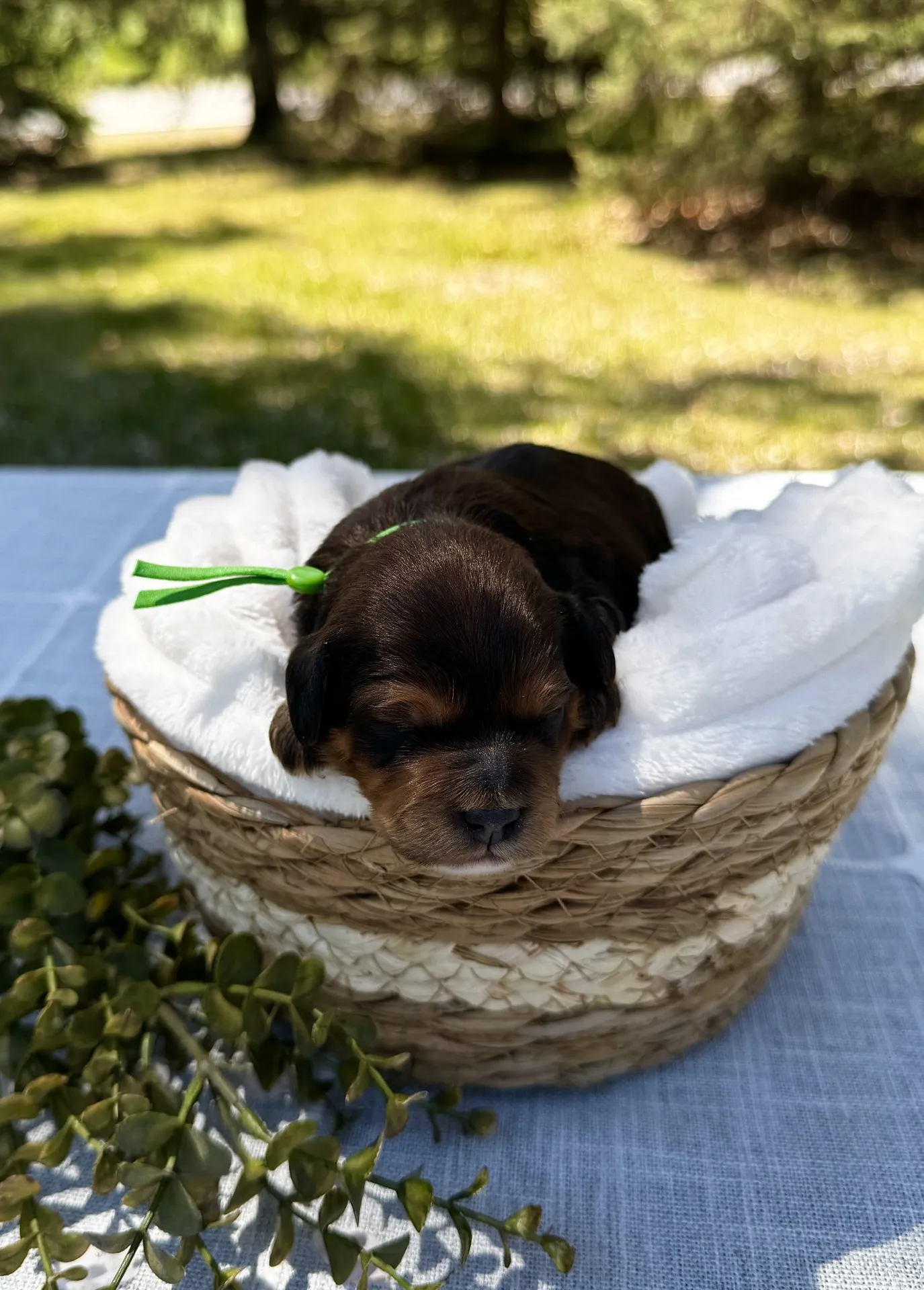 HPF - A small brown and black puppy with a green ribbon sleeps in a woven basket lined with a white blanket, placed on a table outdoors. - Happy Farm Puppies