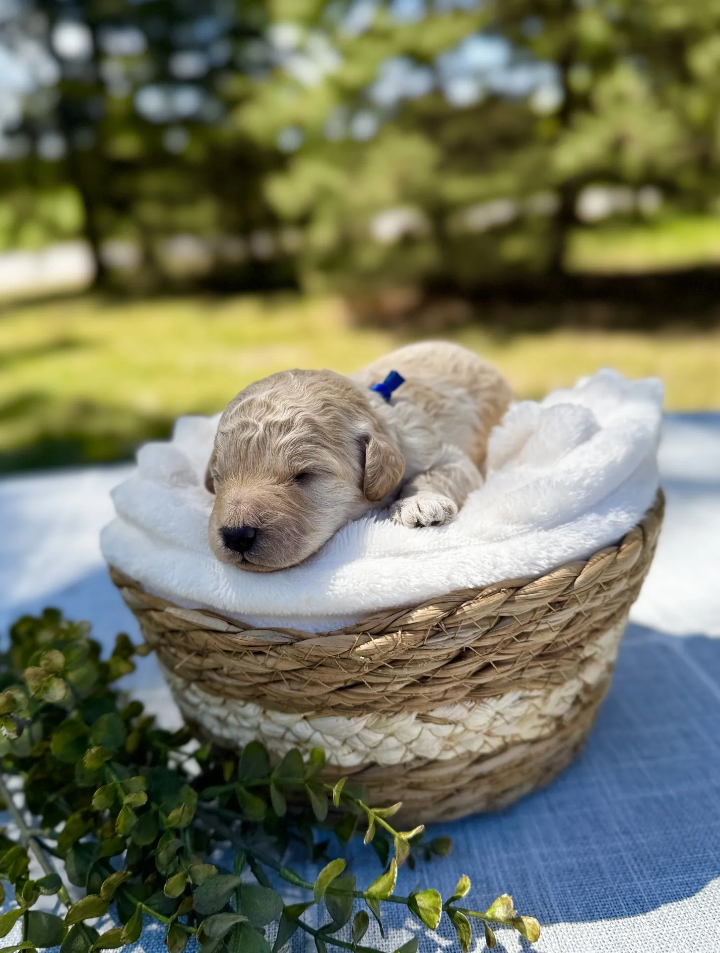HPF - A small light-colored puppy is sleeping on a white blanket in a woven basket outdoors, with greenery and trees in the background. - Happy Farm Puppies