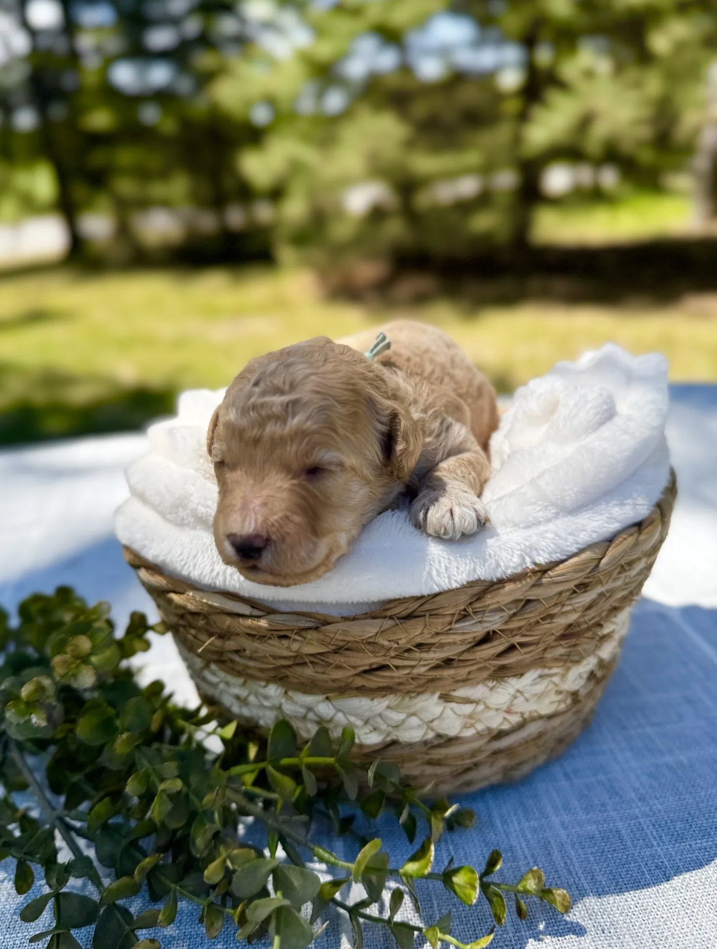 HPF - A small, light brown puppy rests on a white blanket inside a woven basket, placed on a table outdoors with greenery in the background. - Happy Farm Puppies