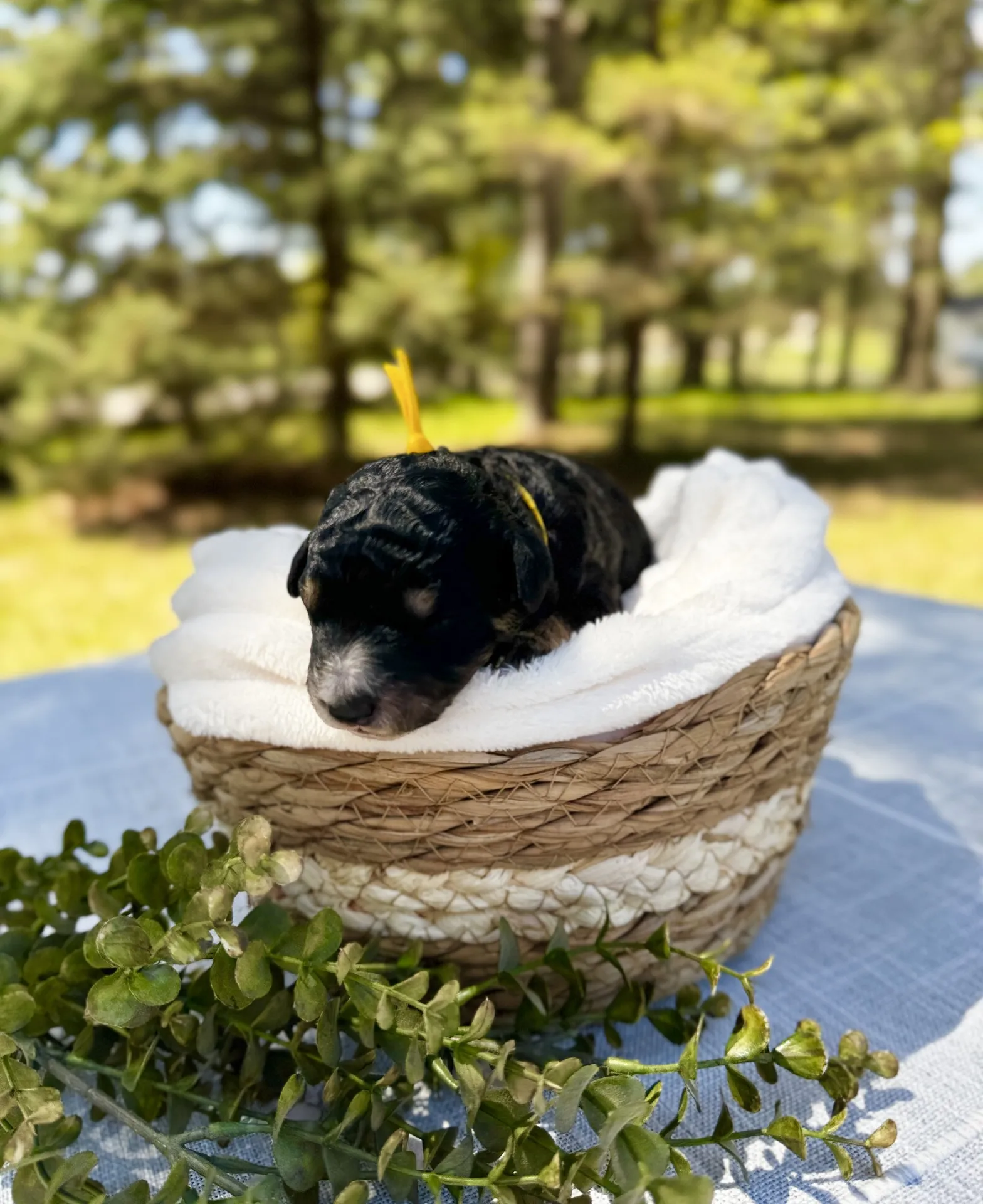 HPF - A small black puppy with a yellow ribbon lies in a woven basket lined with a white towel, placed on a table outdoors with greenery in the background. - Happy Farm Puppies