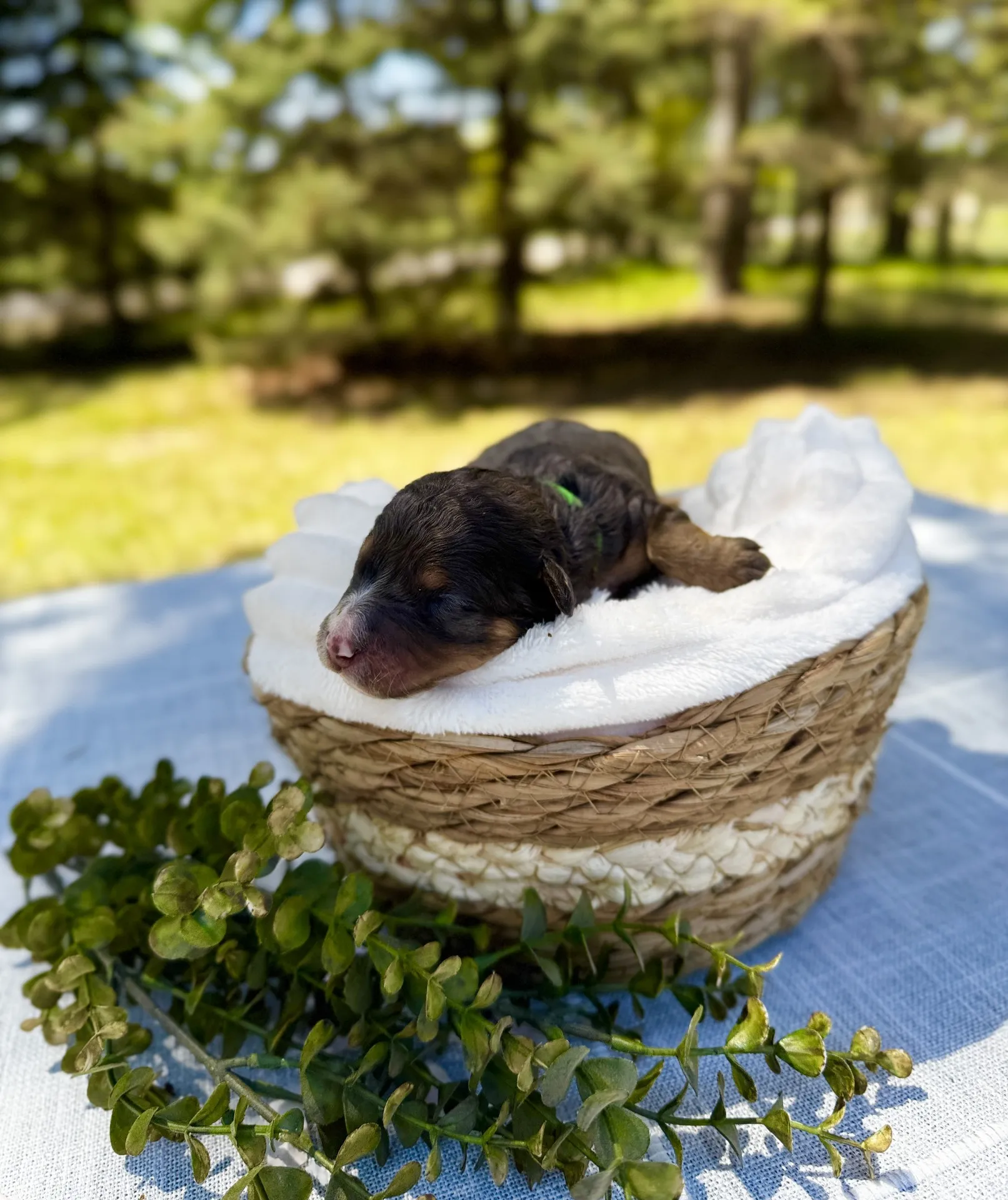 HPF – A newborn puppy sleeps on a white blanket inside a woven basket on a table outdoors, with green leaves beside the basket and trees in the background. – Happy Farm Puppies HPF - A newborn puppy sleeps on a white blanket inside a woven basket on a table outdoors, with green leaves beside the basket and trees in the background. - Happy Farm Puppies