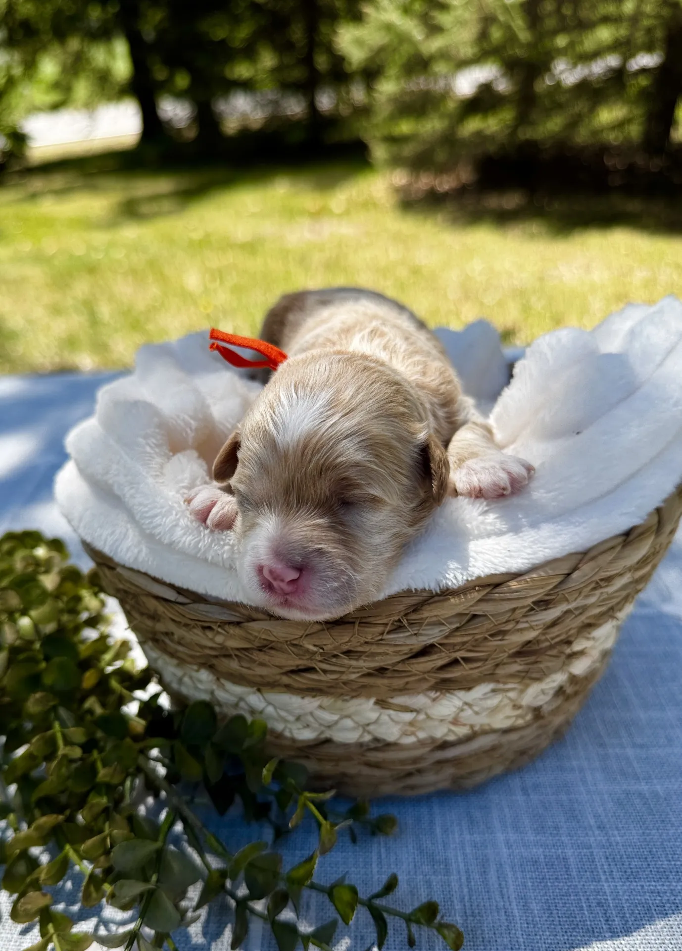 HPF - A newborn puppy with closed eyes sleeps in a wicker basket lined with a white blanket, outdoors on a sunny day with greenery in the background. - Happy Farm Puppies
