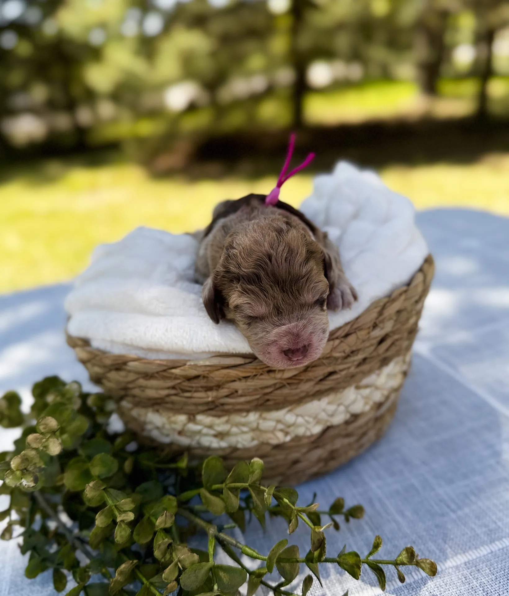 HPF – A newborn puppy with a pink ribbon sleeps on a white blanket inside a woven basket, placed on a table outdoors with greenery in the background. – Happy Farm Puppies HPF - A newborn puppy with a pink ribbon sleeps on a white blanket inside a woven basket, placed on a table outdoors with greenery in the background. - Happy Farm Puppies