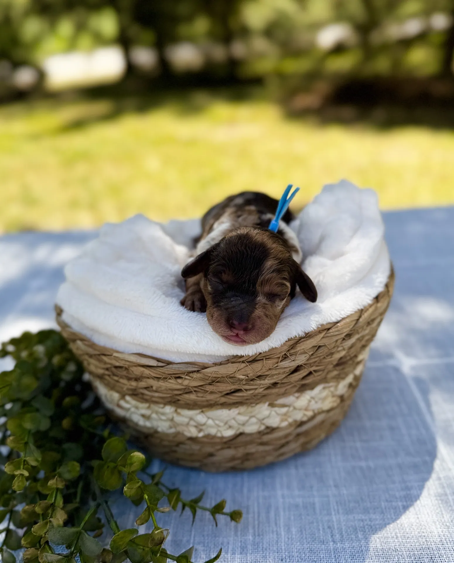 HPF – A newborn puppy with a blue ribbon sleeps on a white blanket in a woven basket, placed on a table outdoors with greenery in the background. – Happy Farm Puppies HPF - A newborn puppy with a blue ribbon sleeps on a white blanket in a woven basket, placed on a table outdoors with greenery in the background. - Happy Farm Puppies