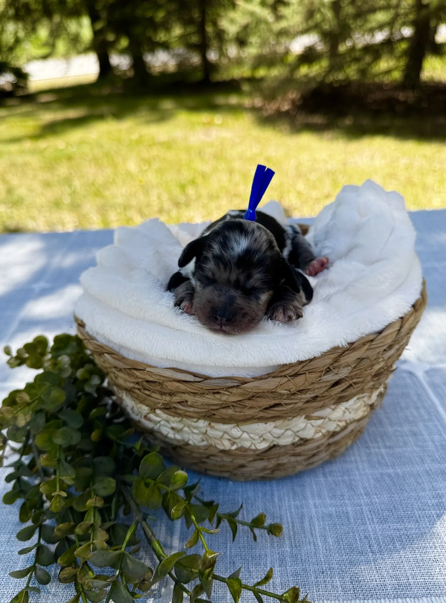 HPF - Newborn puppy with a blue ribbon sleeps on a white blanket inside a woven basket, outdoors on a table with greenery beside it. - Happy Farm Puppies