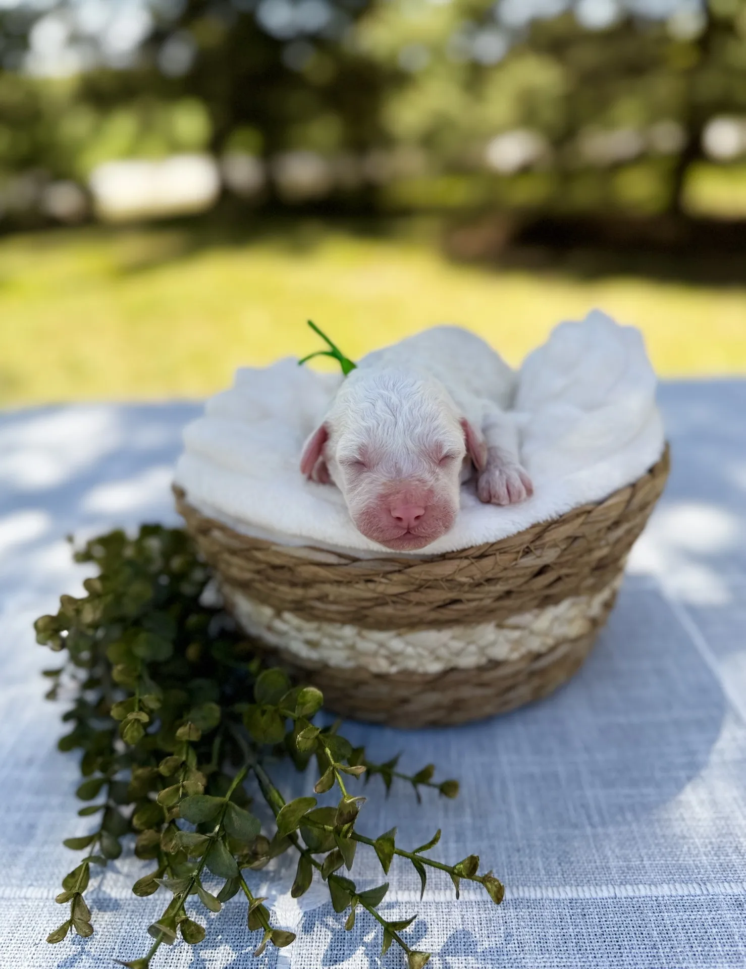HPF – A newborn white puppy with a green ribbon sleeps on a soft blanket inside a woven basket, placed on a table with greenery, outdoors in natural light. – Happy Farm Puppies HPF - A newborn white puppy with a green ribbon sleeps on a soft blanket inside a woven basket, placed on a table with greenery, outdoors in natural light. - Happy Farm Puppies