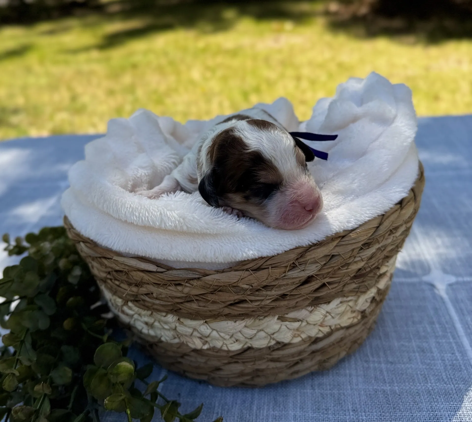 HPF – A newborn puppy with closed eyes lies on a white blanket inside a woven basket, outdoors on a blue cloth with greenery nearby. – Happy Farm Puppies HPF - A newborn puppy with closed eyes lies on a white blanket inside a woven basket, outdoors on a blue cloth with greenery nearby. - Happy Farm Puppies