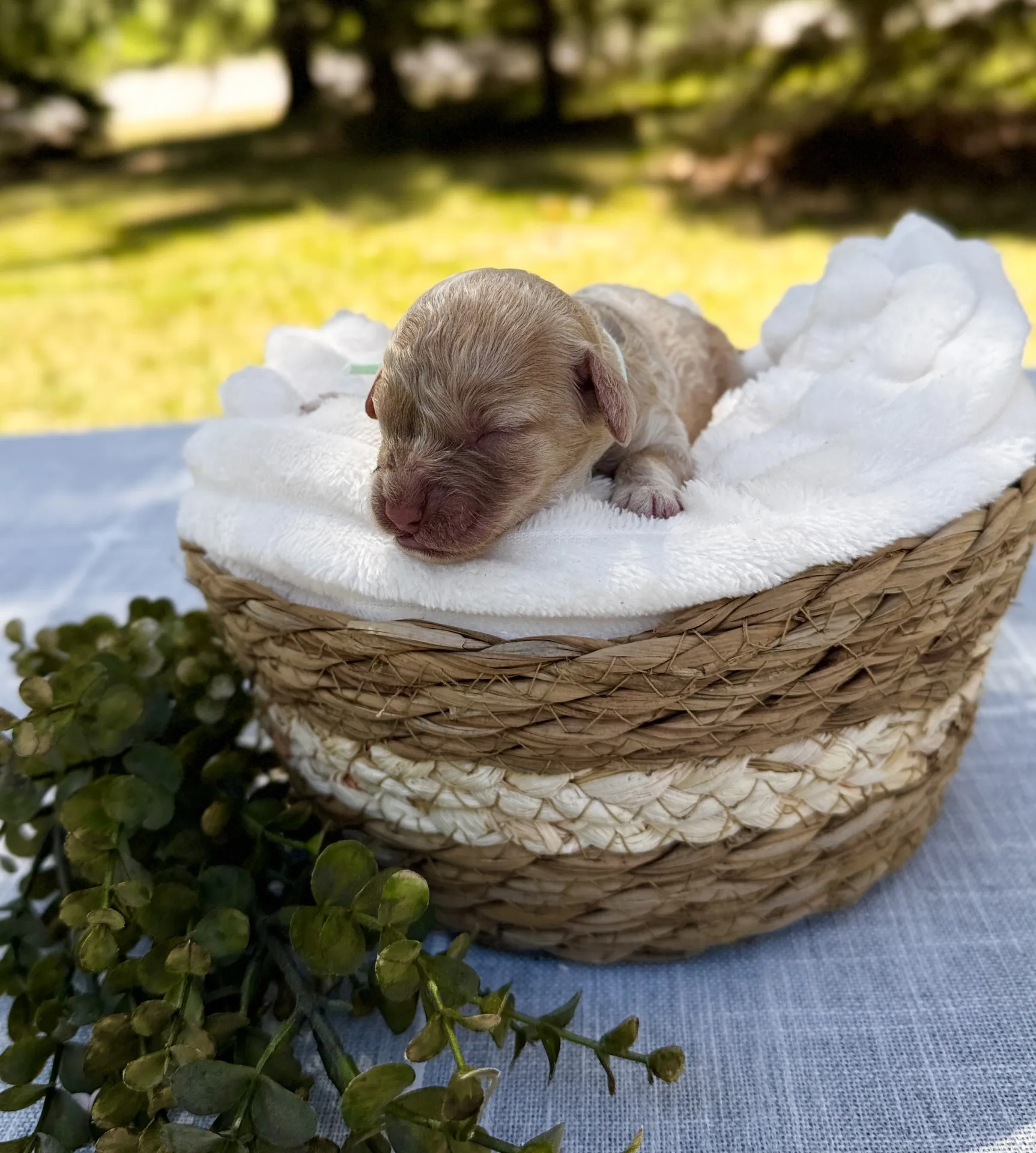 HPF – A newborn puppy sleeps on a soft white blanket inside a woven basket, placed on a table with greenery, outdoors in daylight. – Happy Farm Puppies HPF - A newborn puppy sleeps on a soft white blanket inside a woven basket, placed on a table with greenery, outdoors in daylight. - Happy Farm Puppies