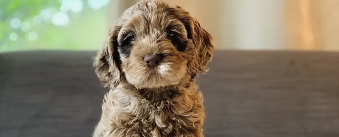 HPF - A small, curly-haired brown puppy stands on a white textured blanket with a couch and window in the background. - Happy Farm Puppies